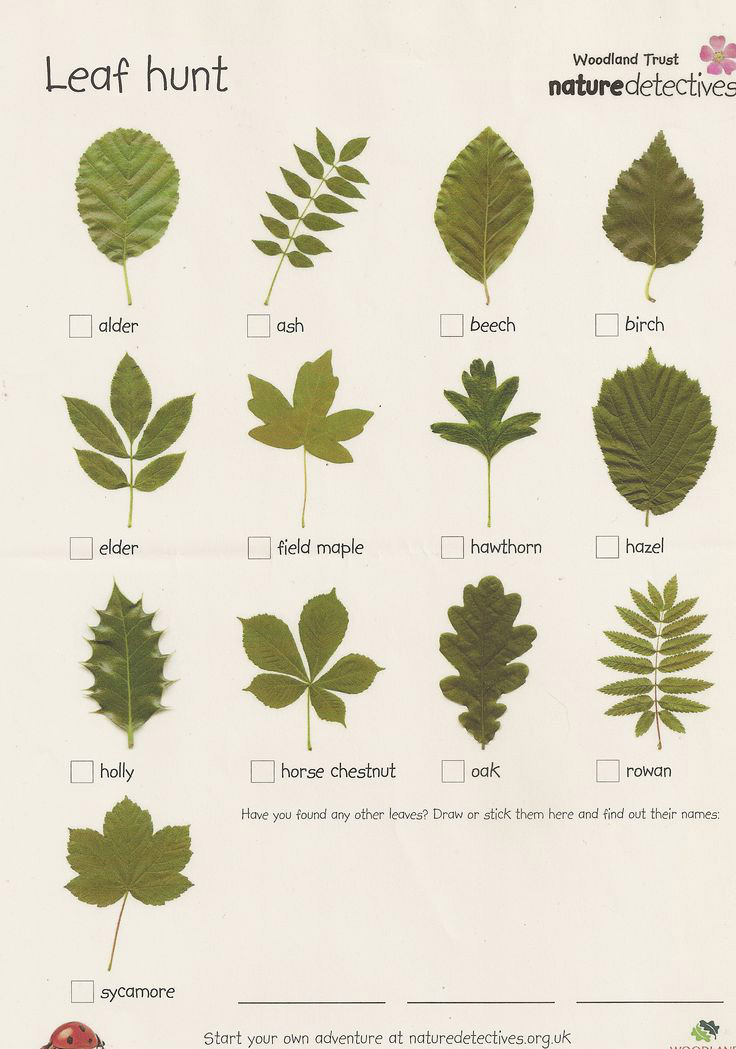 LEAF Learning about Forest